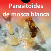 Parasitoides de mosca blanca